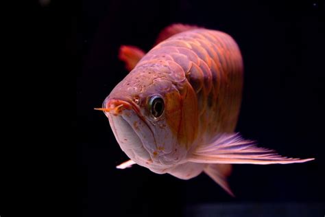 All About Arowanas: A Complete Species Profile & Care Guide.